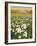 Snowdrop Day, Hatfield House, 1999-Frances Broomfield-Framed Giclee Print