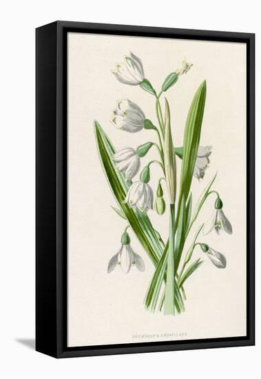 Snowdrop Depicted with Leucajum Aestivum: Snowflake-F. Edward Hulme-Framed Premier Image Canvas