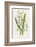 Snowdrop Depicted with Leucajum Aestivum: Snowflake-F. Edward Hulme-Framed Photographic Print