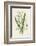 Snowdrop Depicted with Leucajum Aestivum: Snowflake-F. Edward Hulme-Framed Photographic Print