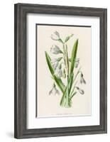 Snowdrop Depicted with Leucajum Aestivum: Snowflake-F. Edward Hulme-Framed Photographic Print