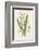 Snowdrop Depicted with Leucajum Aestivum: Snowflake-F. Edward Hulme-Framed Photographic Print