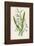 Snowdrop Depicted with Leucajum Aestivum: Snowflake-F. Edward Hulme-Framed Photographic Print