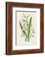 Snowdrop Depicted with Leucajum Aestivum: Snowflake-F. Edward Hulme-Framed Photographic Print