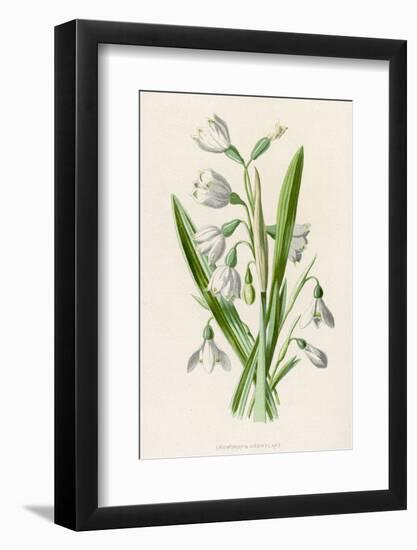 Snowdrop Depicted with Leucajum Aestivum: Snowflake-F. Edward Hulme-Framed Photographic Print