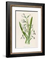Snowdrop Depicted with Leucajum Aestivum: Snowflake-F. Edward Hulme-Framed Photographic Print