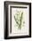 Snowdrop Depicted with Leucajum Aestivum: Snowflake-F. Edward Hulme-Framed Photographic Print