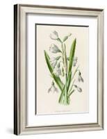 Snowdrop Depicted with Leucajum Aestivum: Snowflake-F. Edward Hulme-Framed Photographic Print