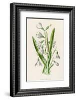 Snowdrop Depicted with Leucajum Aestivum: Snowflake-F. Edward Hulme-Framed Photographic Print