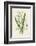 Snowdrop Depicted with Leucajum Aestivum: Snowflake-F. Edward Hulme-Framed Photographic Print