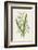 Snowdrop Depicted with Leucajum Aestivum: Snowflake-F. Edward Hulme-Framed Photographic Print