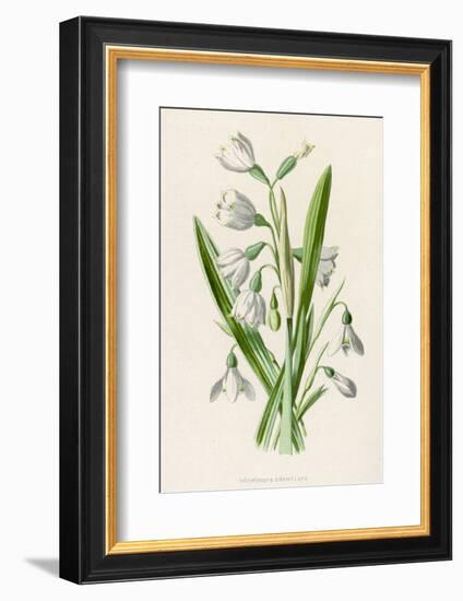 Snowdrop Depicted with Leucajum Aestivum: Snowflake-F. Edward Hulme-Framed Photographic Print