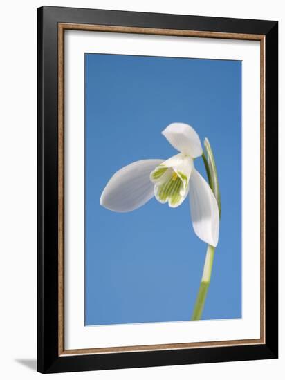 Snowdrop Flower-null-Framed Photographic Print