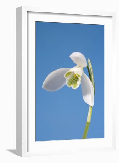 Snowdrop Flower-null-Framed Photographic Print