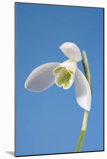 Snowdrop Flower-null-Mounted Photographic Print