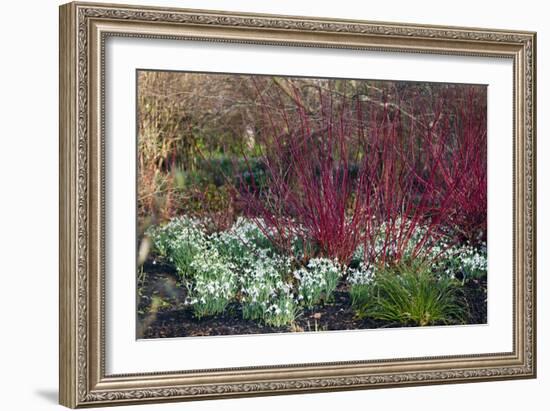 Snowdrop Flowers Under Common Dogwood-Dr. Keith Wheeler-Framed Photographic Print