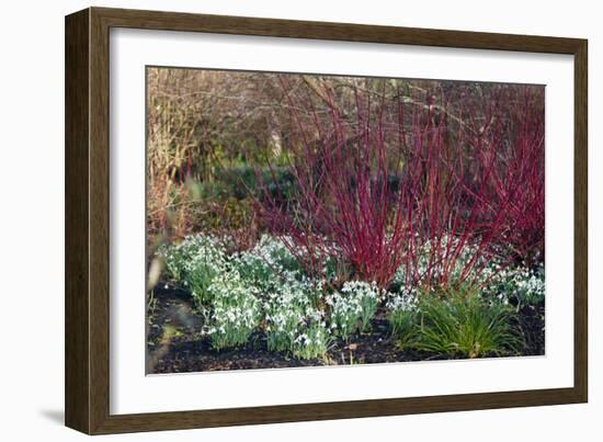 Snowdrop Flowers Under Common Dogwood-Dr. Keith Wheeler-Framed Photographic Print