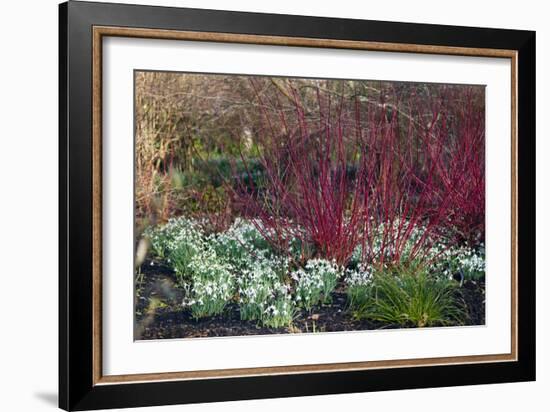 Snowdrop Flowers Under Common Dogwood-Dr. Keith Wheeler-Framed Photographic Print