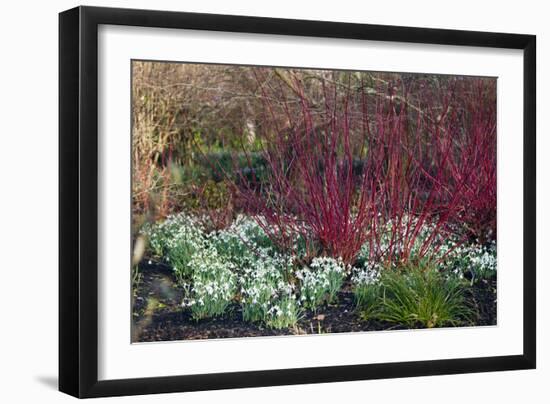 Snowdrop Flowers Under Common Dogwood-Dr. Keith Wheeler-Framed Photographic Print