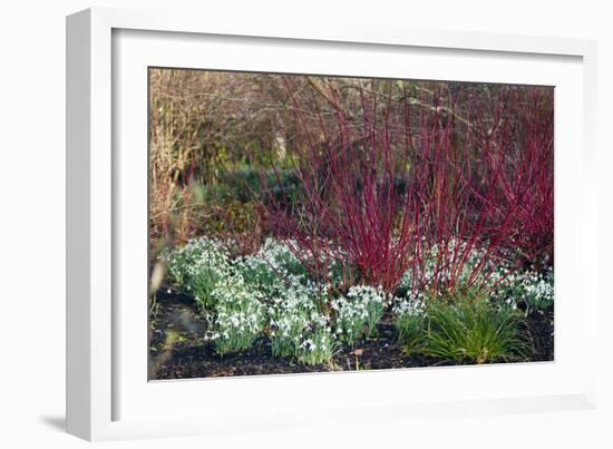 Snowdrop Flowers Under Common Dogwood-Dr. Keith Wheeler-Framed Photographic Print