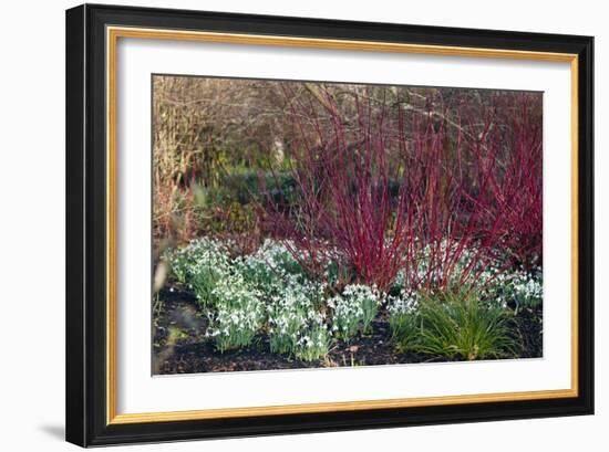 Snowdrop Flowers Under Common Dogwood-Dr. Keith Wheeler-Framed Photographic Print