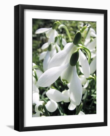 Snowdrop (Galanthus Nivalis) Flowers-Cordelia Molloy-Framed Photographic Print