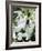 Snowdrop (Galanthus Nivalis) Flowers-Cordelia Molloy-Framed Photographic Print