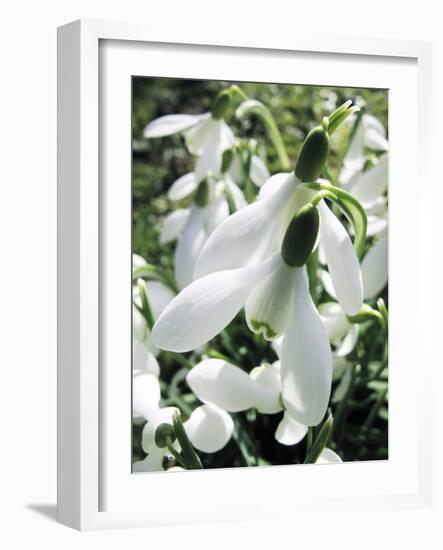 Snowdrop (Galanthus Nivalis) Flowers-Cordelia Molloy-Framed Photographic Print