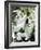 Snowdrop (Galanthus Nivalis) Flowers-Cordelia Molloy-Framed Photographic Print