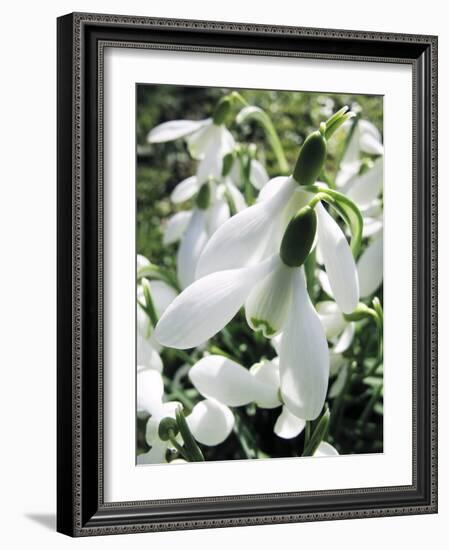 Snowdrop (Galanthus Nivalis) Flowers-Cordelia Molloy-Framed Photographic Print