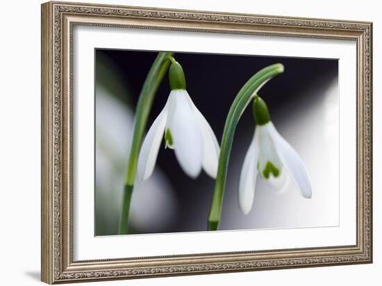 Snowdrop (Galanthus Nivalis)-Dr. Keith Wheeler-Framed Photographic Print