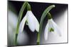 Snowdrop (Galanthus Nivalis)-Dr. Keith Wheeler-Mounted Photographic Print