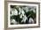 Snowdrop (Galanthus Sp.)-Dr. Keith Wheeler-Framed Photographic Print