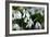 Snowdrop (Galanthus Sp.)-Dr. Keith Wheeler-Framed Photographic Print