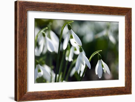 Snowdrop (Galanthus Sp.)-Dr. Keith Wheeler-Framed Photographic Print