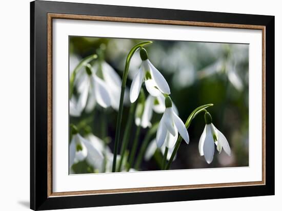 Snowdrop (Galanthus Sp.)-Dr. Keith Wheeler-Framed Photographic Print