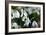 Snowdrop (Galanthus Sp.)-Dr. Keith Wheeler-Framed Photographic Print