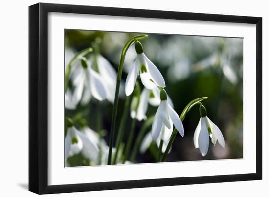 Snowdrop (Galanthus Sp.)-Dr. Keith Wheeler-Framed Photographic Print