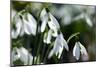 Snowdrop (Galanthus Sp.)-Dr. Keith Wheeler-Mounted Photographic Print