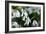 Snowdrop (Galanthus Sp.)-Dr. Keith Wheeler-Framed Photographic Print