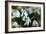 Snowdrop (Galanthus Sp.)-Dr. Keith Wheeler-Framed Photographic Print