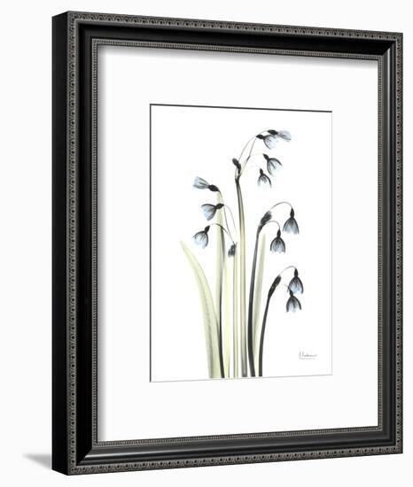 Snowdrop Galanthus-Albert Koetsier-Framed Premium Giclee Print