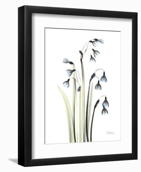 Snowdrop Galanthus-Albert Koetsier-Framed Premium Giclee Print