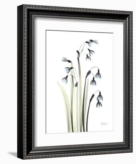 Snowdrop Galanthus-Albert Koetsier-Framed Premium Giclee Print