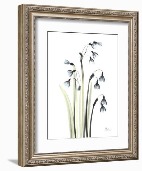 Snowdrop Galanthus-Albert Koetsier-Framed Art Print