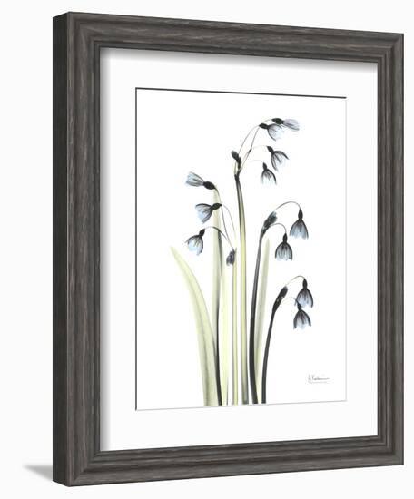 Snowdrop Galanthus-Albert Koetsier-Framed Art Print