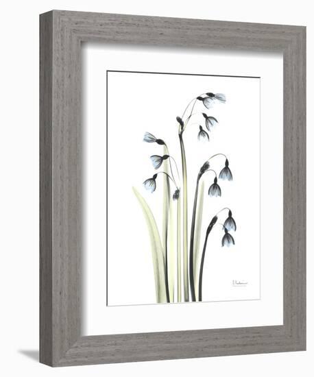 Snowdrop Galanthus-Albert Koetsier-Framed Art Print