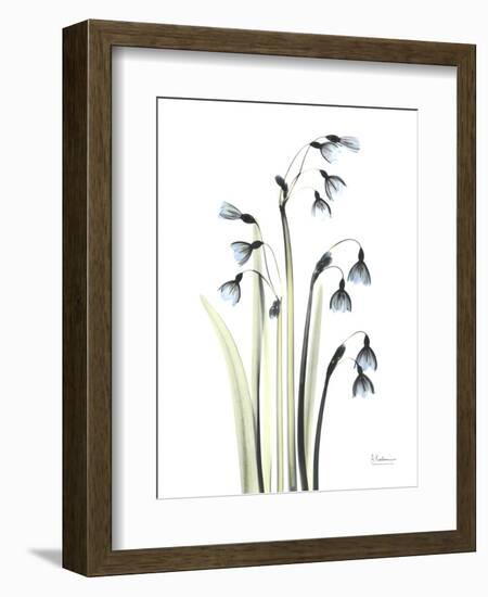 Snowdrop Galanthus-Albert Koetsier-Framed Art Print