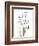 Snowdrop Galanthus-Albert Koetsier-Framed Art Print