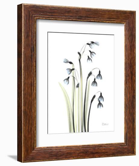 Snowdrop Galanthus-Albert Koetsier-Framed Art Print